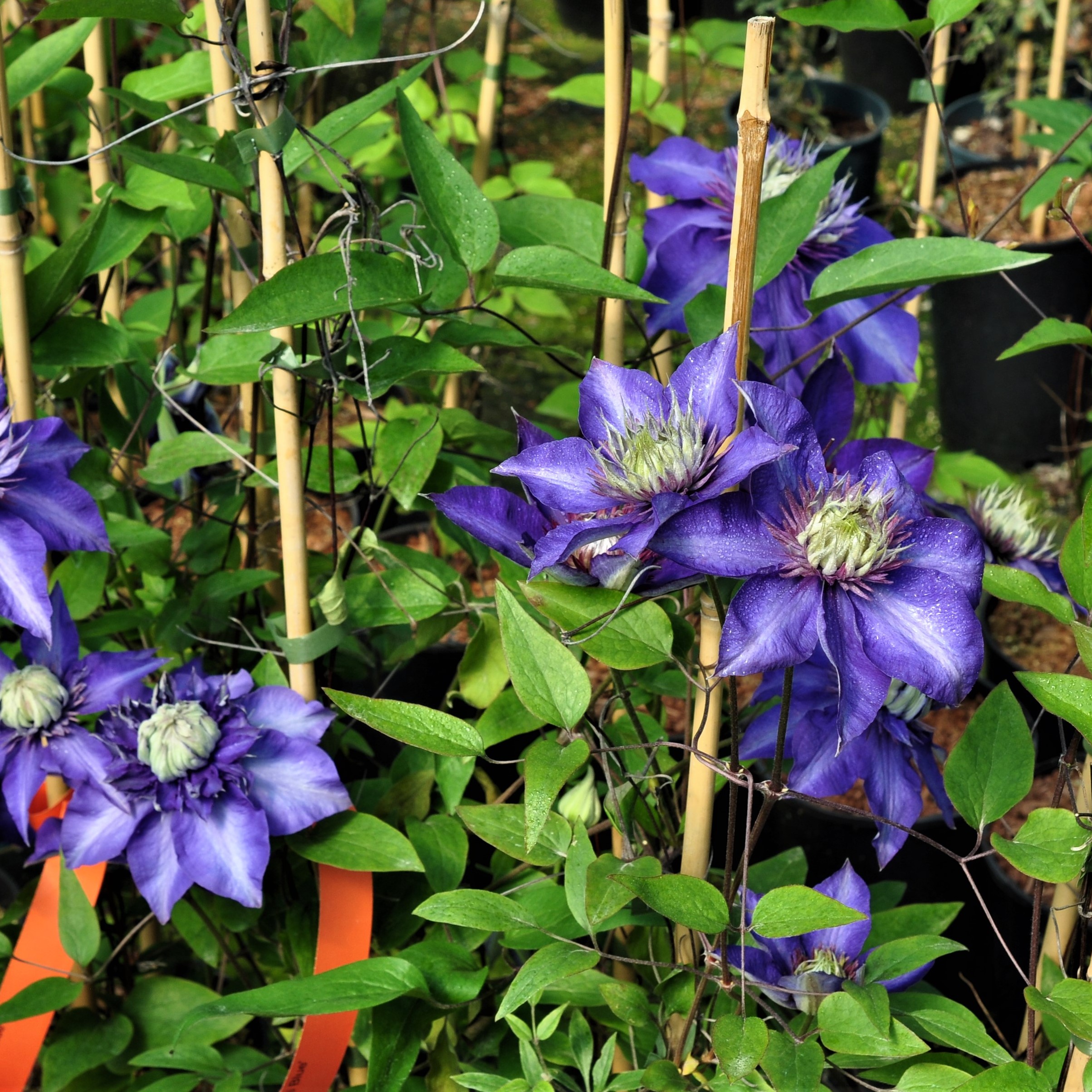 Clematis deals multi blue